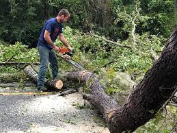 Reliable Rushford, MN Tree Care Solutions