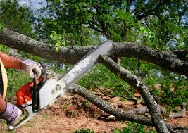 Best Aeration Services  in Rushford, MN
